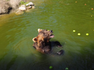 Sudaki ıslak ayı yeşil elma yer. Avrasya kahverengi ayısı Ursus arctos, Avrasya 'daki kahverengi ayıların ortak alt türüdür. Hayvan tehlikeli orman yırtıcısı. Havuz kenarında meyveli kahvaltı..