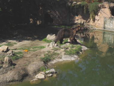 Avrasya kahverengi ayısı Ursus arctos Avrasya 'da yaygın olarak görülen bir boz ayı alt türüdür. Bir ayı bir göletin kayalık kıyısı boyunca yürüyor, bölgesini teftiş ediyor. Hayvan tehlikeli orman yırtıcısı..