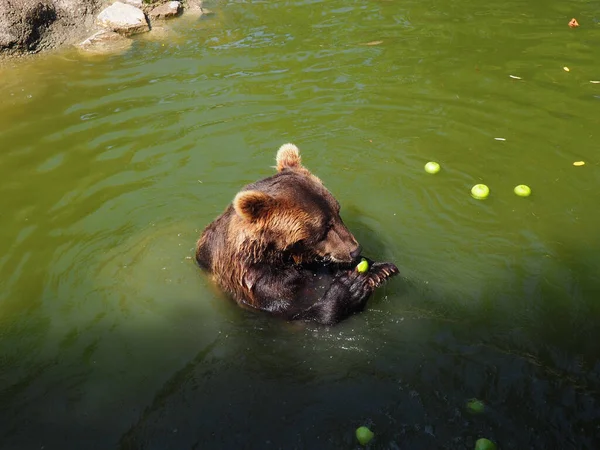 Urso Molhado Água Come Maçãs Verdes Ursus Arctos Arctos Uma — Fotografia de Stock