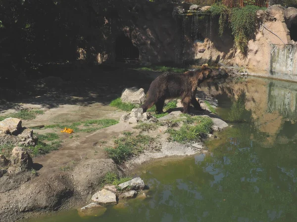 ユーラシアの茶色のクマウルスアルクトスはユーラシアの茶色のクマの一般的な亜種である クマは池の岩の岸を歩き その領土を検査する 動物の危険な森林捕食者 — ストック写真