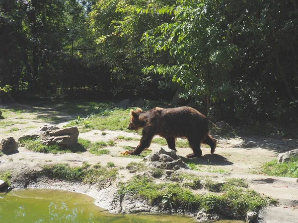 ユーラシアの茶色のクマウルスアルクトスはユーラシアの茶色のクマの一般的な亜種である クマは池の岩の岸を歩き その領土を検査する 動物の危険な森林捕食者 — ストック写真