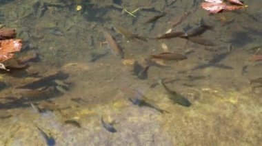 Koi ya da brokar sazan nishikigoi, Amur sazan balığı alt türü Cyprinus carpio 'dan üretilen süs balıklarıdır. Avrasya sazan balığı ya da Avrupa sazan balığı, ötrofik suların tatlı su balığı. Kızart