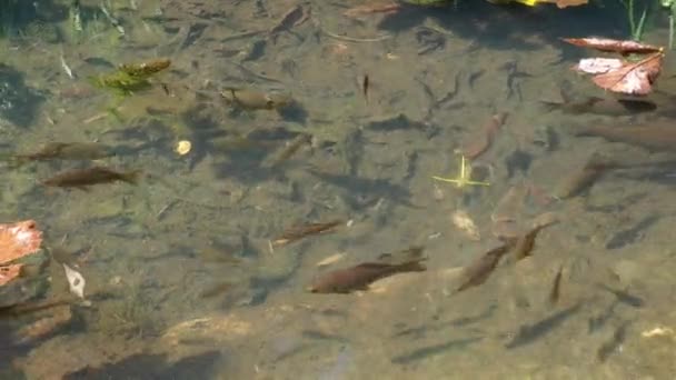 Koi Brokar Sazan Nishikigoi Amur Sazan Balığı Alt Türü Cyprinus — Stok video