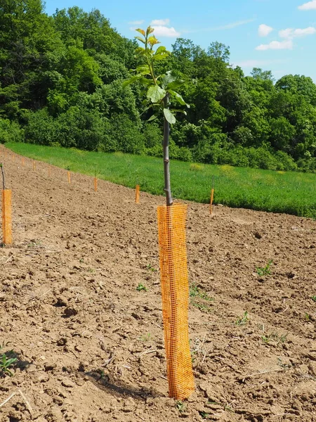 An apple tree sapling is planted in garden soil in the spring, in a hole. Tree planting season. Plowed fields on Fruska Gora, Serbia. An orange protective net supports the trunk and keeps out insects
