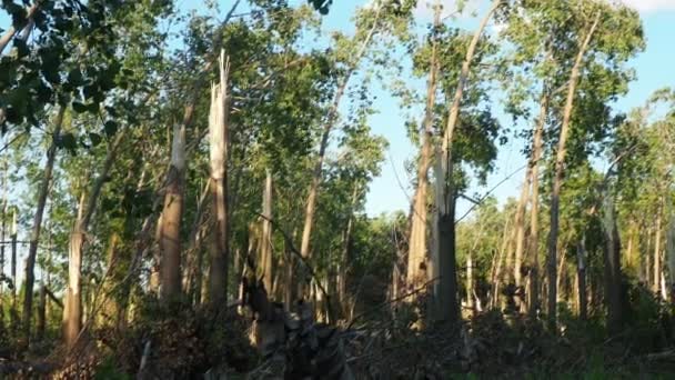 Consequências Furacão Parque Sremska Mitrovica Sérvia Árvores Choupo Partidas Troncos — Vídeo de Stock