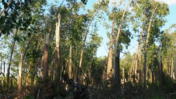 Aftermath Hurricane Park Sremska Mitrovica Serbia Broken Poplar Trees Broken — Stock Video