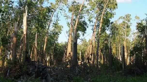 飓风07 23过后 斯雷姆斯卡 米特罗维察公园位于塞尔维亚 被毁的杨树 断了的树枝树干 芯片垃圾 风暴过后的紧急状态 中间环酮超细胞的作用结果 — 图库视频影像