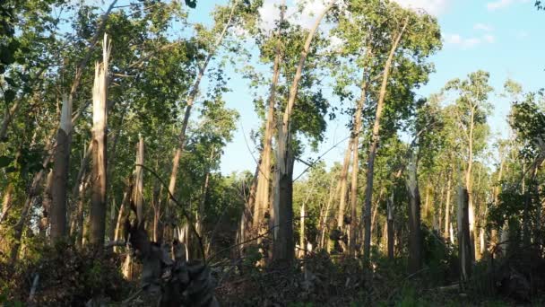 Consequências Furacão Parque Sremska Mitrovica Sérvia Árvores Choupo Partidas Troncos — Vídeo de Stock