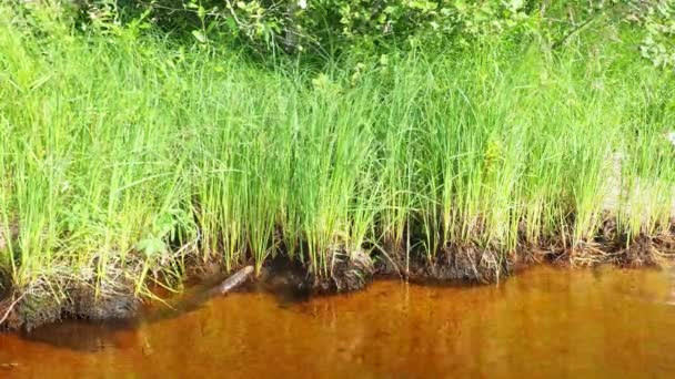 Praia Ventosa Lago Lososinnoye Ecossistema Taiga Sedge Reed Crescer Hummocks — Vídeo de Stock