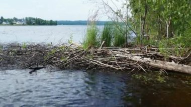 Lososinnoye Gölü kıyısında, Karelia. Tayga ekosistemi. Reed sedge hummocks 'ta yetişiyor. Sudaki dalgalanmalar. Karelia 'nın vahşi bölgelerinde turizm ve dinlenme. Balık avlamak için balık ambarları. Kunduz barajı.