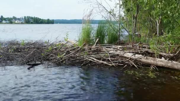 Orilla Del Bosque Del Lago Lososinnoye Karelia Ecosistema Taiga Crecen — Vídeo de stock