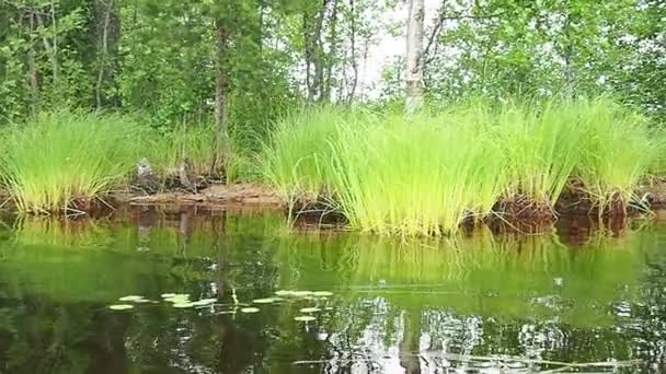 Calm Shore Lososinnoye Lake Taiga Ecosystem Reed Sedge Grow Hummocks — Stock Video