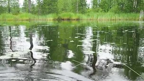 Shore Lake Lososinnoye Karelia Taiga Ecosystem Tourism Recreation Wild Places — Stock Video