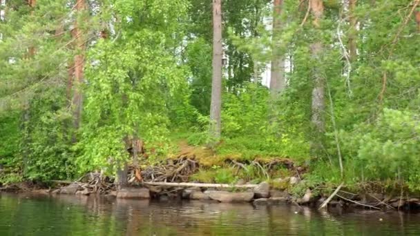 Ruhiges Ufer Des Lososinnoye Sees Ökosystem Taiga Schilfrohr Wächst Auf — Stockvideo