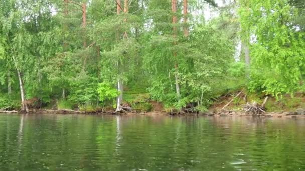 Ruhiges Ufer Des Lososinnoye Sees Ökosystem Taiga Schilfrohr Wächst Auf — Stockvideo
