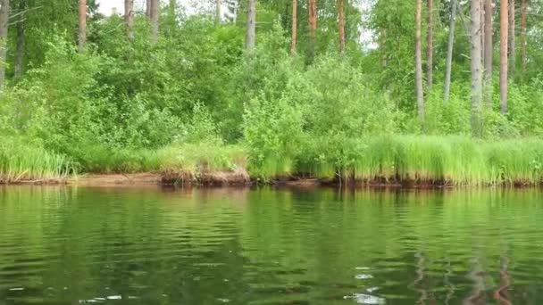 Lungomare Forestale Del Lago Lososinnoye Ecosistema Taiga Carice Canna Cresce — Video Stock