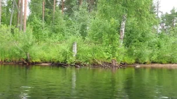 Margem Florestal Lago Lososinnoye Sedge Reed Crescer Hummocks Recreação Turística — Vídeo de Stock