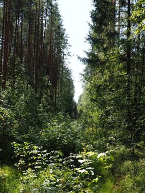 Pikea ladini, çam kozalaklı çam ağacından bir kozalaklı ağaç cinsidir. Karelia 'daki kozalaklı orman. Spruce dalları ve iğneler. Ekoloji, ormanların yok edilmesi ve iklim değişikliği sorunu.