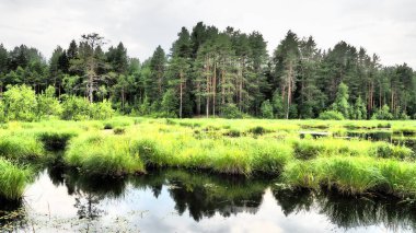 Bataklık, aşırı nem, nemli yaşam alanı örtüsü ve hidrosferi olan bir manzara alanıdır. Karelia, Lososinnoe Gölü bataklığı. Tayga ekosistemi, çamlar, çam çiçekleri. Kozalaklı orman.