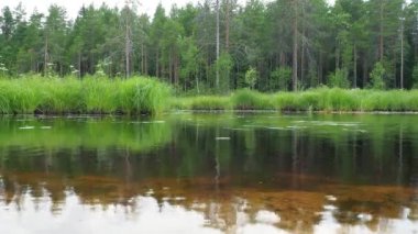 Bataklık, aşırı nem, nemli yaşam alanı örtüsü ve hidrosferi olan bir manzara alanıdır. Karelia, Lososinnoe Gölü bataklığı. Tayga ekosistemi, çamlar, çam çiçekleri. Kozalaklı orman. Yerleştir.