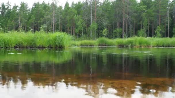 Sumpf Ist Ein Landschaftsgebiet Mit Übermäßiger Feuchtigkeit Feuchtigkeitsliebenden Lebenden Bodendecker — Stockvideo