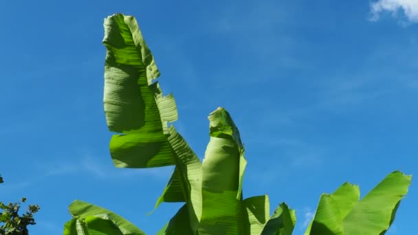 香蕉树 香蕉穆萨属的栽培植物 大的绿色美丽的香蕉叶子在风中摇曳 蓝天厄瓜多尔香蕉种植园 热带阳光普照的夜晚旅游业和农业 — 图库视频影像
