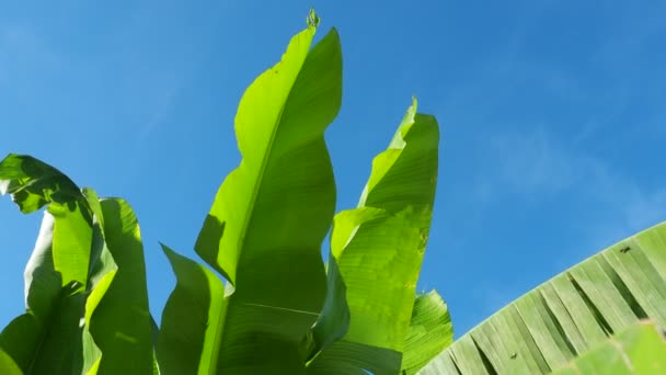 Bananträd Odlad Växt Släktet Banana Musa Stora Gröna Vackra Bananblad — Stockvideo