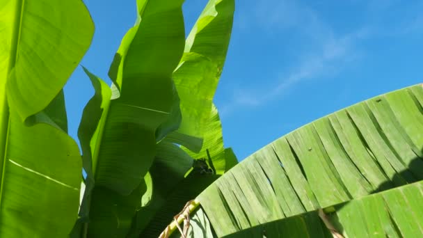 Бананове Дерево Культивована Рослина Роду Банан Муса Велике Зелене Красиве — стокове відео