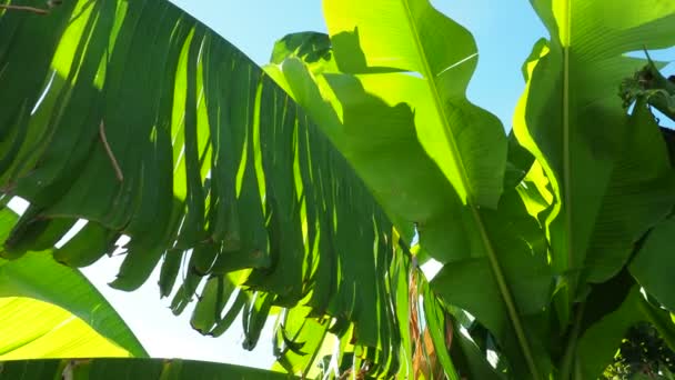 Árbol Plátano Planta Cultivada Del Género Banana Musa Grandes Hojas — Vídeo de stock