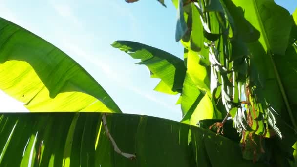 Bananträd Odlad Växt Släktet Banana Musa Stora Gröna Vackra Bananblad — Stockvideo