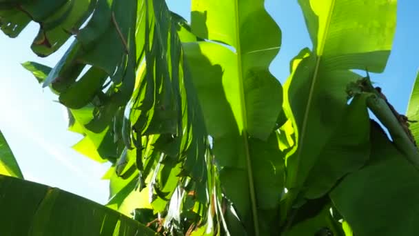 Bananenbaum Kulturpflanze Der Gattung Banana Musa Große Grüne Schöne Bananenblätter — Stockvideo