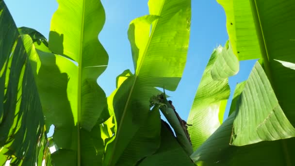 Albero Banane Pianta Coltivata Del Genere Banana Musa Grandi Verdi — Video Stock