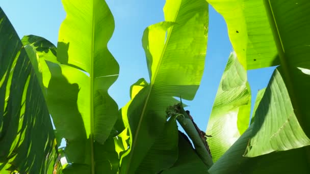 香蕉树 香蕉穆萨属的栽培植物 大的绿色美丽的香蕉叶子在风中摇曳 蓝天厄瓜多尔香蕉种植园 热带阳光普照的夜晚旅游业和农业 — 图库视频影像