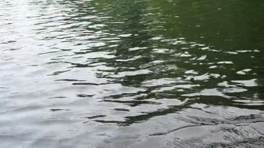 Dalga, heyecan. Rüzgarın etkisiyle bir orman gölünün yüzeyinde dalgalanma. Mavi saat akşamı. Günbatımı eğlence amaçlı su hareketi. Losossinnoe Gölü, Karelia. Dalgalar ve dalgalar