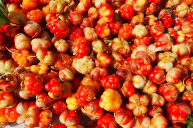 Rubus chamaemorus, gülgiller (Rosaceae) familyasından bir gül türü. Cloudberry, Nordic berry, bakeapple, knotberry, Aqpik ya da düşük çalılı salmonberry Averin ya da Evron