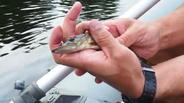 Pike Pike Esox Lucius Turna Balığıdır Avrasya Kuzey Amerika Nın — Stok video