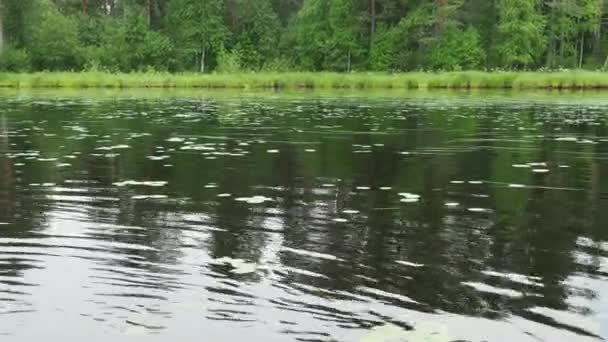 Lago Lososinnoye Ecosistema Taiga Crecen Juncos Hummocks Turismo Recreación Los — Vídeo de stock