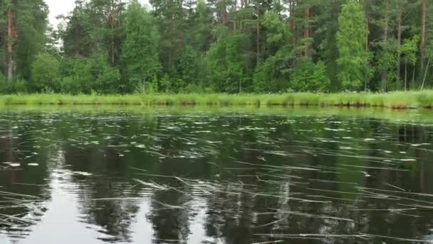 Förlorade Oskyldiga Sjön Taiga Ekosystem Reed Sedge Växer Hummocks Turism — Stockvideo