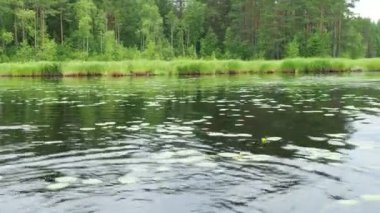 Lososinnoye Gölü. Tayga ekosistemi. Reed sedge hummocks 'ta yetişiyor. Karelia 'nın vahşi bölgelerinde turizm ve dinlenme. Balık avlamak için balık ambarları. Küçük kapsül Nuphar pumila. Bir bataklık. Ladin, köknar, çam.