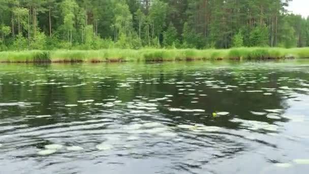 Jezero Lososinnoye Ekosystém Taiga Pahorcích Rostou Rákosí Cestovní Ruch Rekreace — Stock video