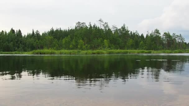Jezero Lososinnoye Ekosystém Taiga Reedova Ostřice Cestovní Ruch Rekreace Divokých — Stock video