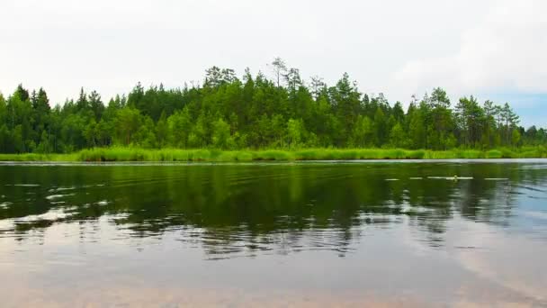 Lago Lososinnoye Ecosistema Taiga Caña Junco Turismo Recreación Lugares Salvajes — Vídeos de Stock
