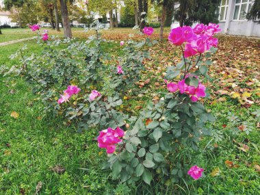 Bahçede pembe güller var. Bahçıvanlık, manzara tasarımı için bitkiler. Bahçenin sonbahar dekorasyonu, bahçe arsası, kulübeler. Gül ve sarı yaprakların karışımı. Buz dirençli bitkiler