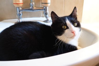 Siyah beyaz erkek kedi Vasily, beyaz banyo lavabosunda uyandıktan sonra tembelce etrafına bakıyor. Kediler için dinlenme yeri. Veteriner ve hayvan bakımı. Musluklar ve vanalar, fayanslar.