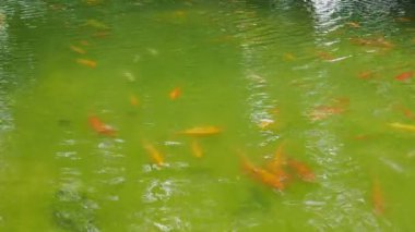 Koi ya da brokar sazan nishikigoi, Amur sazan balığı alt türü Cyprinus carpio 'dan üretilen süs balıklarıdır. Avrasya sazan balığı ya da Avrupa sazan balığı, sazan balığı, ötropik suların tatlı su balığı..
