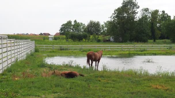 馬の赤いスーツはメインスーツの一つです 馬馬エクウス 馬のファミリーエクウス科の近代的な遺伝子のみ 池でバカな馬がいる 馬鹿は草の上に横たわっている — ストック動画