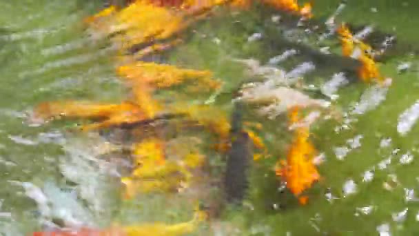 Koi Brocade Carp Nishikigoi Ornamental Domesticated Fish Bred Amur Subspecies — Stock Video