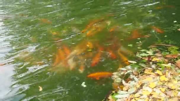 Κυπρίνους Koi Brocade Nishikigoi Είναι Διακοσμητικά Κατοικίδια Ψάρια Που Εκτρέφονται — Αρχείο Βίντεο