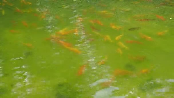 Koi Nebo Brokát Kapři Nishikigoi Jsou Okrasné Domácí Ryby Chované — Stock video