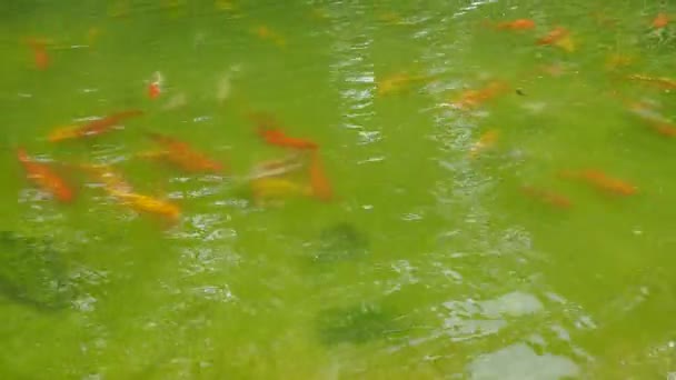 Koi Brocado Carpa Nishikigoi Son Peces Domésticos Ornamentales Criados Partir — Vídeos de Stock